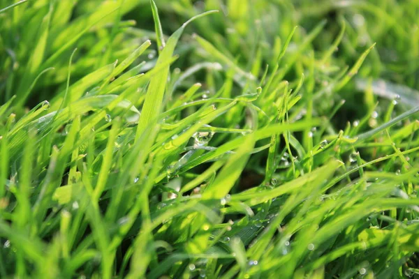 Fond Herbe Verte Sur Prairie Avec Des Gouttes Rosée Eau — Photo