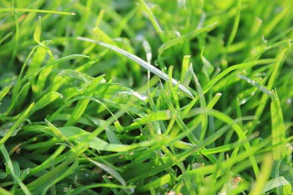 Fond Herbe Verte Sur Prairie Avec Des Gouttes Rosée Eau — Photo