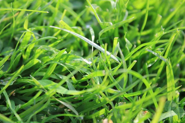 Fond Herbe Verte Sur Prairie Avec Des Gouttes Rosée Eau — Photo