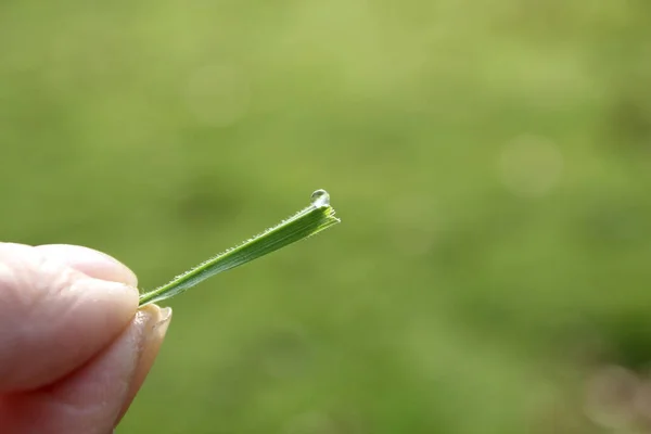 Fondo Hierba Verde Prado Con Gotas Rocío Agua Cerca Hermosa — Foto de Stock