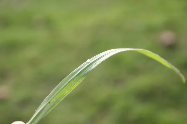 Fond Herbe Verte Sur Prairie Avec Des Gouttes Rosée Eau — Photo