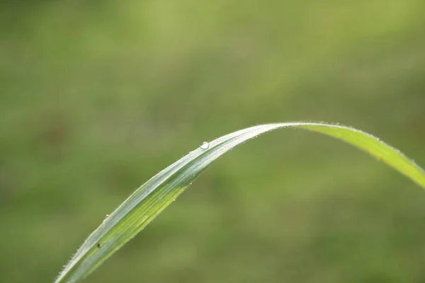 Grön Gräs Bakgrund Ängen Med Droppar Vatten Dagg Närbild Vacker — Stockfoto