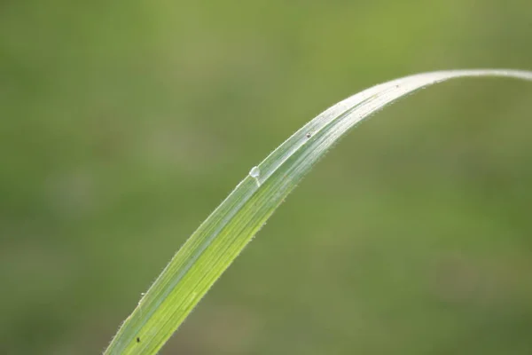 Sfondo Verde Erba Sul Prato Con Gocce Rugiada Acqua Primo — Foto Stock