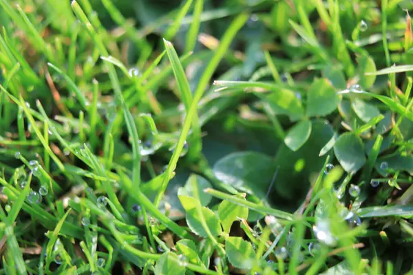 Fond Herbe Verte Sur Prairie Avec Des Gouttes Rosée Eau — Photo