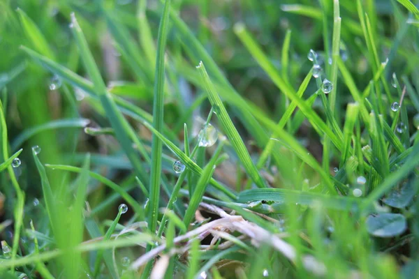 Fond Herbe Verte Sur Prairie Avec Des Gouttes Rosée Eau — Photo