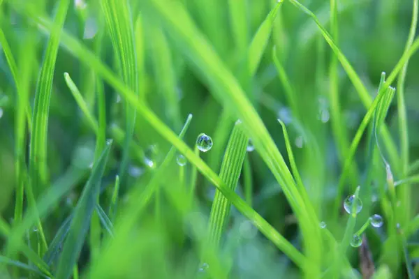 Fondo Hierba Verde Prado Con Gotas Rocío Agua Cerca Hermosa — Foto de Stock