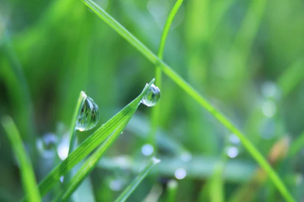 Fond Herbe Verte Sur Prairie Avec Des Gouttes Rosée Eau — Photo