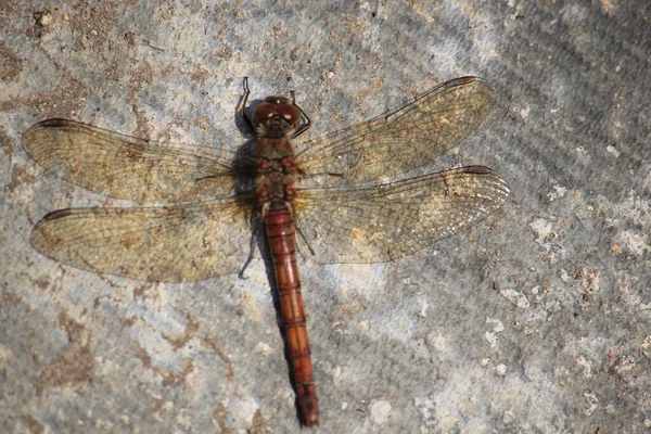 Dragonfly Red Veined Darter Common — Stock Photo, Image