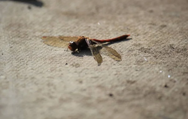 Dragonfly Red Veined Darter Common — Stock Photo, Image