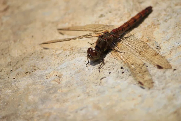 Dragonfly Red Veined Darter Common Insect Europe — Stock Photo, Image