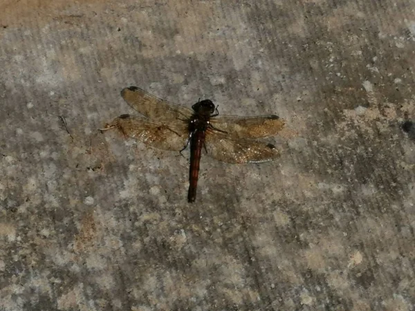 Dragonfly Red Veined Darter Common — Stock Photo, Image