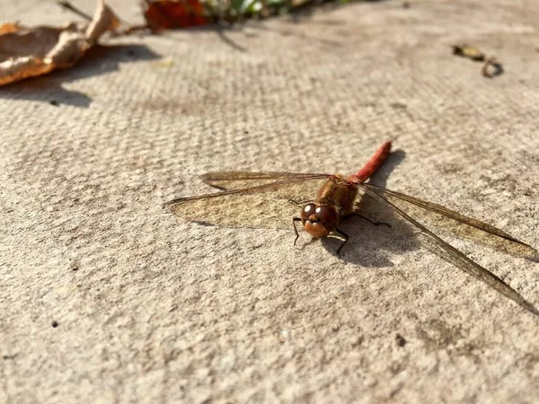 Libélula Roja Vena Darter Común Reino Unido —  Fotos de Stock