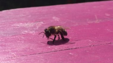 Eşek arısı böceği pembe masada dinleniyor. Arka planı kapatın ve uzay görüntülerini kopyalayın. 
