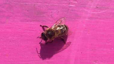 Eşek arısı böceği pembe masada dinleniyor. Arka planı kapatın ve uzay görüntülerini kopyalayın. 