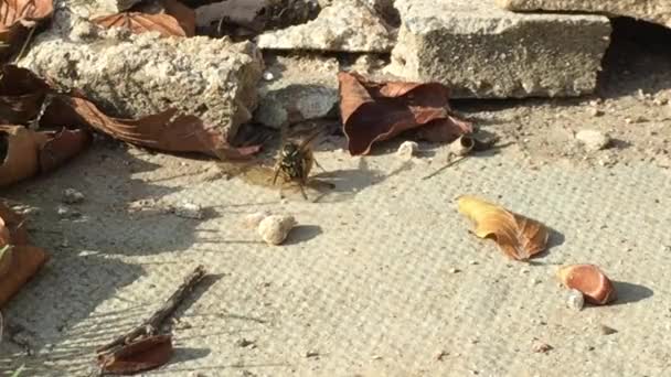 Wasp Attacking Carrying Away Dragonfly — Video Stock