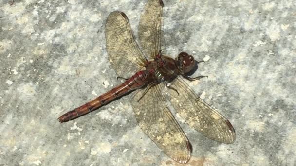 Libélula Libélula Darter Venoso Rojo Estos Libélula Roja Común Reino — Vídeo de stock