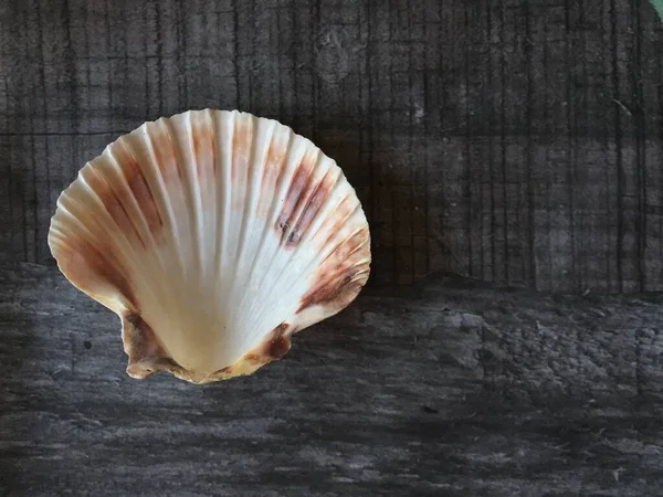 scallop shell  against wooden slate background with copy space