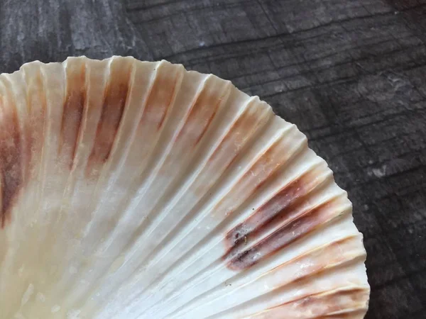 scallop shell  closeup on wood background