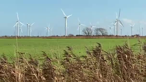 Windräder Die Strom Produzieren Windkraftanlagen Stehen Auf Blühenden Feldern Auf — Stockvideo