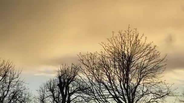 Δέντρα Που Φυσούν Στον Άνεμο Θυελλώδη Φόντο Ημέρα Αντίγραφο Χώρο — Αρχείο Βίντεο