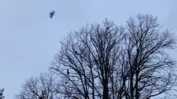 Vogels Vliegen Winter Kale Boom Waait Wind Achtergrond Kopieer Ruimte — Stockvideo