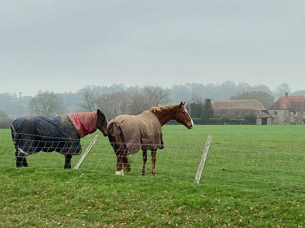 Cheval Dans Champ Avec Manteau Couverture Hiver Pour Garder Chaud — Photo