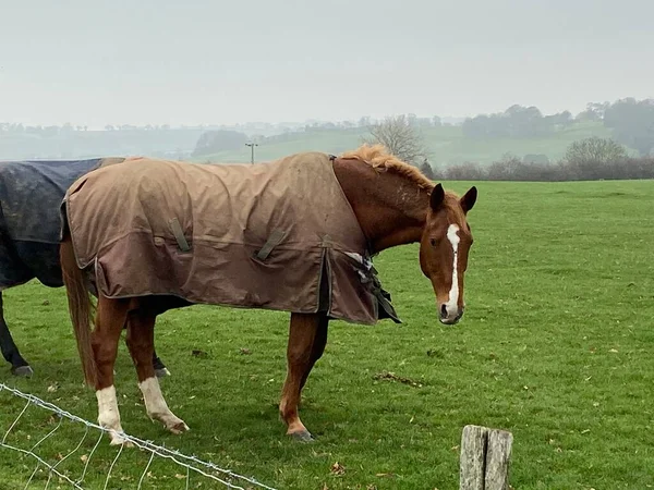 Cheval Dans Champ Avec Manteau Couverture Hiver Pour Garder Chaud — Photo