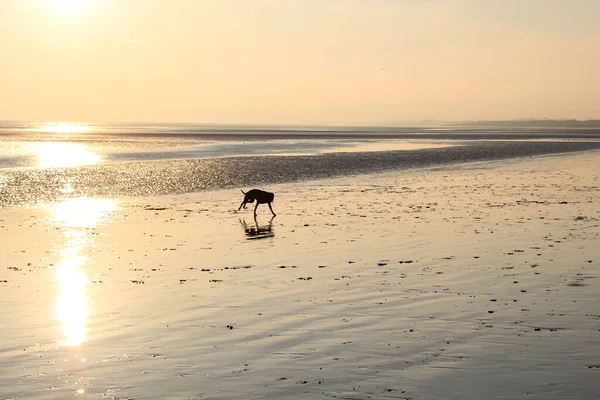 Dog Sunset Reflecting Wet Sand Beach Winchelsea Beach Rye Harbour — Stock Photo, Image