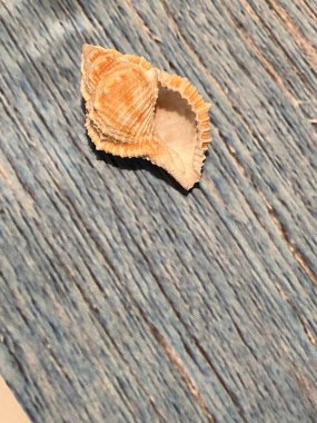 Koni kabuğu lale minimalisti, en az Fibonacci FASCIOLARIIDAE ahşap arka planda kopya alanı ile 