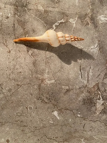 Cône Coquille Tulipe Minimaliste Minimaliste Fibonacci Fasciolariidae Sur Fond Bois — Photo