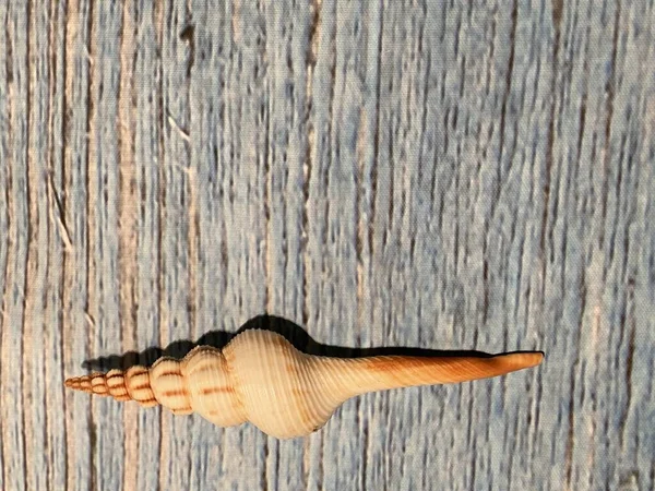Cone Shell Tulip Minimalist Minimal Fibonacci Fasciolariidae Wooden Background Copy — Stock Photo, Image