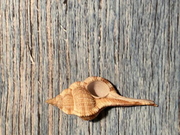 Cone Shell Tulip Minimalist Minimal Fibonacci Fasciolariidae Wooden Background Copy — Stock Photo, Image