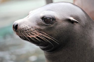 Kaliforniya deniz aslanı (Zalophus californianus)