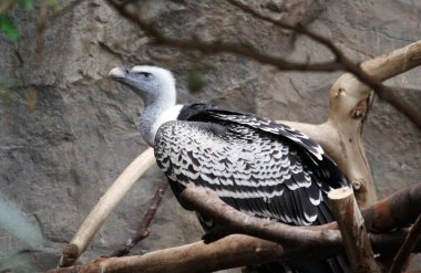 Himalaya akbabalarının ağızlıklarına yakın çekim (Gyps himalayensis). Kocaman bir akbaba.