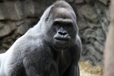 Orta Afrika 'dan Batı ova gorilleri - Kongo, Kamerun, Ekvator Ginesi, Gabon ve Kongo Cumhuriyeti' nde bulunan genç bir erkek goril.