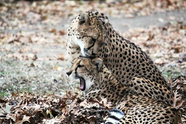 自然環境でのチーターの大きな猫チーターは アフリカとイラン中央部に生息する最速の動物です — ストック写真