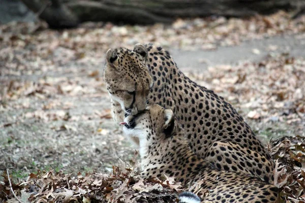 Cheetah Big Cat Natural Environment Cheetah Fastest Animal Alive Native — Stock Photo, Image