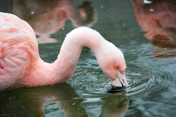 Pink Chilean Flamingo Beak Tucked Wing Pink Flamingo — Stock Photo, Image