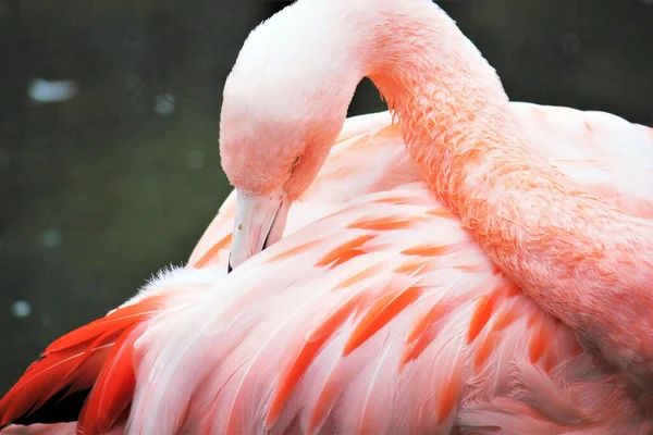 Pink Chilean Flamingo Beak Tucked Wing Pink Flamingo — Stock Photo, Image