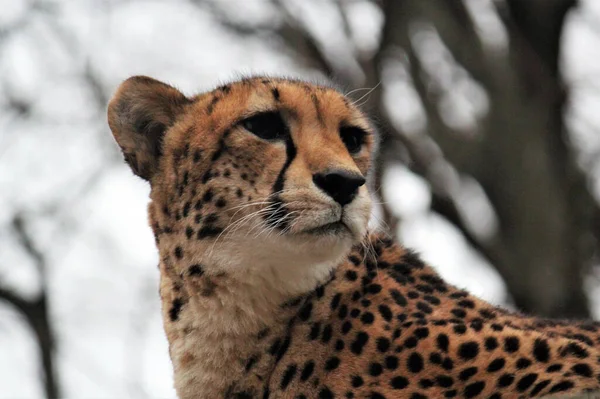 Cheetah Big Cat Natural Environment Cheetah Fastest Animal Alive Native — Stock Photo, Image