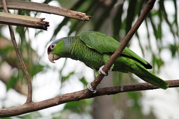 Blue Crowned Parakeet Blue Crowned Conure Sharp Tailed Conure Thectocercus — Stock Photo, Image