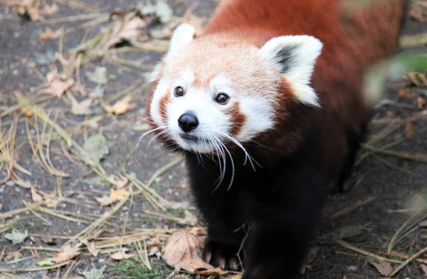 ヒマラヤと中国南部の赤いパンダ 赤いパンダは絶滅危惧種の哺乳類の写真です — ストック写真