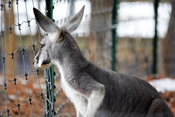 Canguru Vermelho Austrália Canguru Vermelho Macropus Rufus Maior Dos Marsupiais — Fotografia de Stock