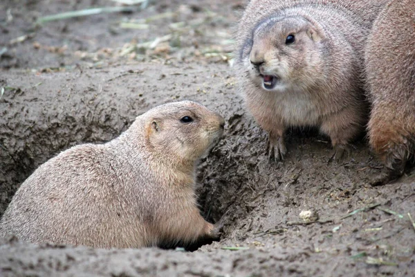 Prairie dogs in burrows, prairie dogs are rodents native to the grasslands of North America - stock photo