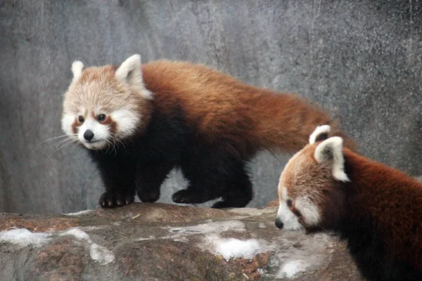 Vörös Panda Himalája Dél Kínai Eszik Bambusz Piros Pandák Veszélyeztetett — Stock Fotó