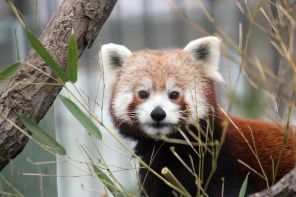 ヒマラヤと中国南部の赤いパンダが竹を食べる 赤いパンダは絶滅危惧種の哺乳類のストックビデオ — ストック写真