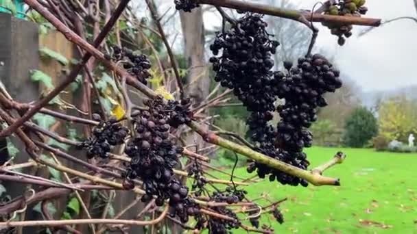 Ädelröta Vindruva Druvor Med Mögel Vinstockar — Stockvideo