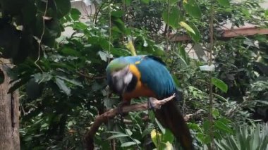 Ağaçtaki papağan kuşu yakından bakınca, papağanlar kırmızı mavi ve yeşilden farklı tonlarda tropikal papağanlardır.