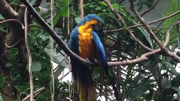 木の近くにあるマコーのオウムの鳥 マコーは赤黄色の青と緑から様々な色合いの熱帯のオウムです — ストック動画