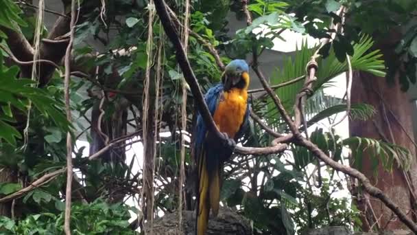 Макаї Папуги Дереві Поблизу Папуги Різних Відтінків Червоного Жовтого Зеленого — стокове відео